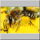 Colletes fodiens - Seidenbiene w001f 8mm - OS-Wallenhorst-Sandgrube-det.jpg